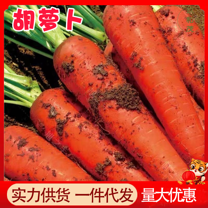 Морковь 2.5кг Целая Коробка Свежих Овощей, Хрустящая, Сладкая и Освежающая с Грязью, Бесплатная Доставка 3 Оптовых 10 Фермерских Свежих Копанных Песчаных Редисок