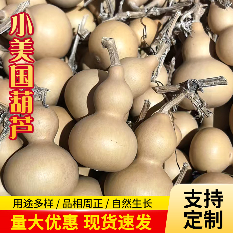 Тщательно отобранные маленькие американские натуральные тыквы, маленькие тыквенные изделия от производителей, гаджеты для уличных торговцев с носиком, маленькие тыквы