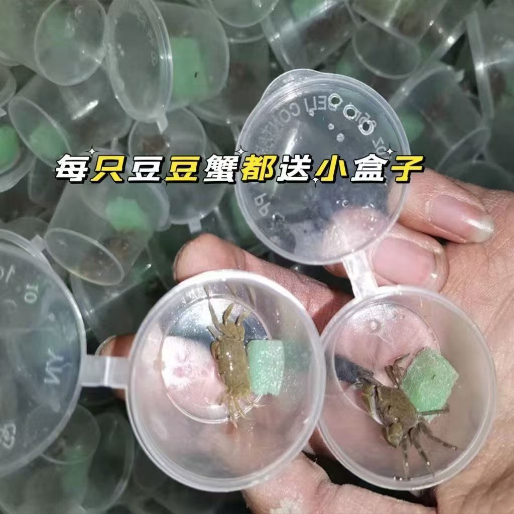 Pepper crab hand crab general crab wholesale hand crab stall small crab hand crab pet crab hermit crab pepper