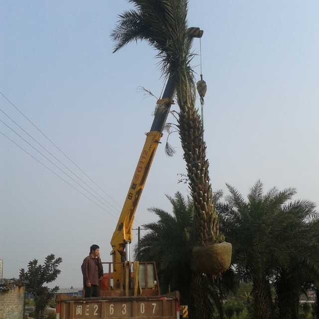 Jiangxi Pole Height 3m Middle Eastern Sea Jujube Tree Price Fujian Silver Jujube Wholesale Zhejiang Middle Eastern Sea Jujube Supply