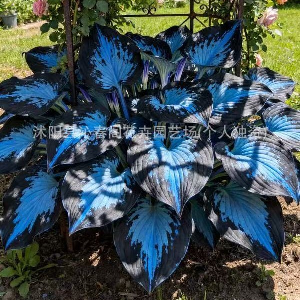 Покупка семян хосты, холодостойкой и теневыносливой многолетней хосты, цветок белого журавля и семена цветов хосты