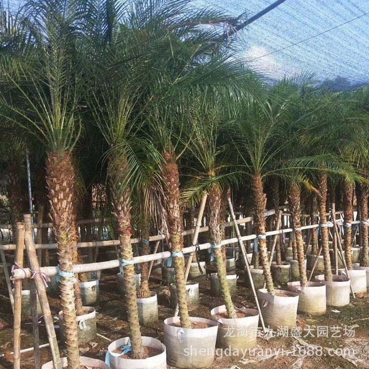 Fujian Shanda Horticulture Wholesale Beautiful Needle Sunflower Transplanting Beautiful Needle Sunflower Price Palm Beautiful Needle Sunflower Quote