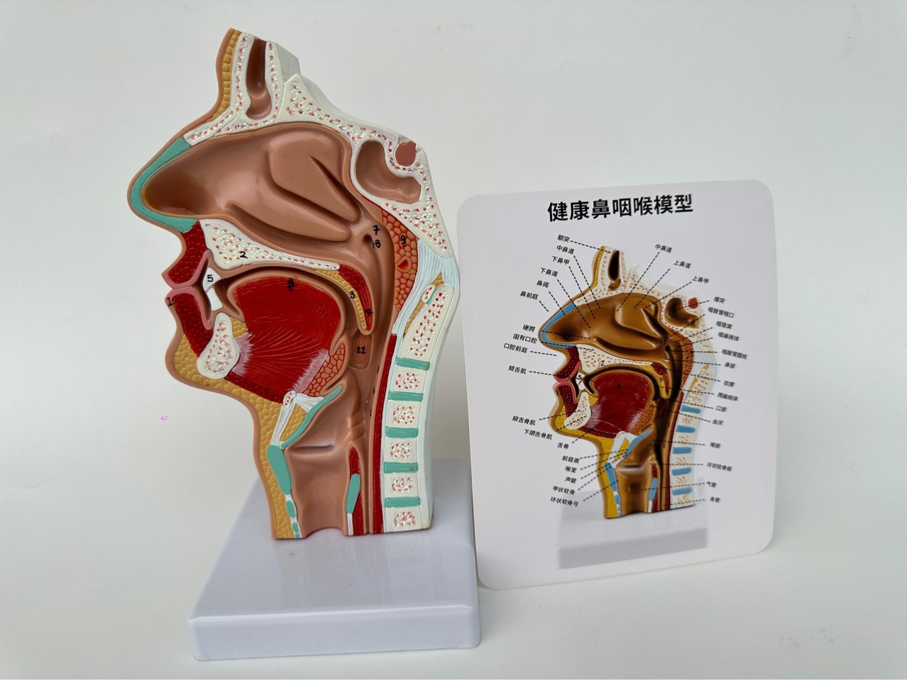 Human nasal anatomy model nose model Ent model lesion nasal cavity nose throat nose structure