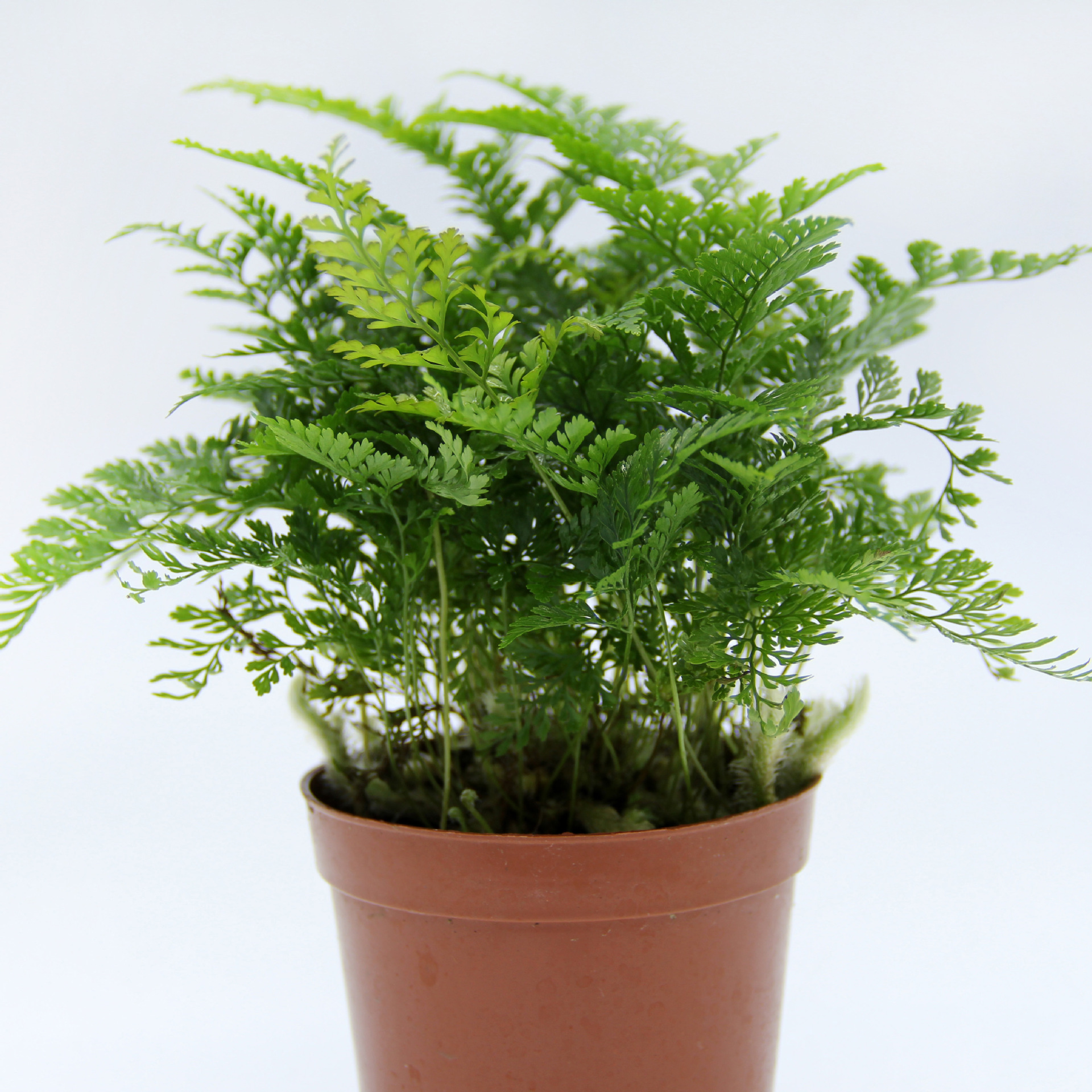 Мох для микландшафта, папоротники, оптовая продажа, комнатные растения