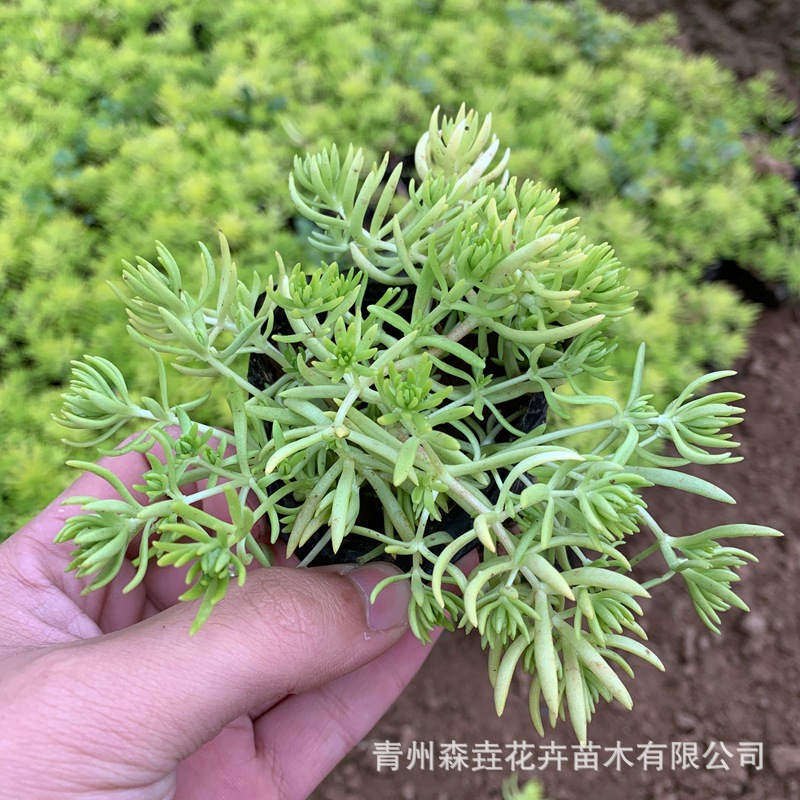 Golden Leaf Sedum Grassland Plant Can Be Viewed in All Seasons Potted Courtyard Rockery Greening Qingzhou Grass Flower Base