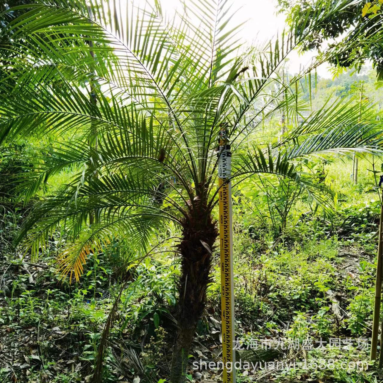 Fujian Shanda Horticulture Wholesale Beautiful Needle Sunflower Transplanting Beautiful Needle Sunflower Price Palm Beautiful Needle Sunflower Quote