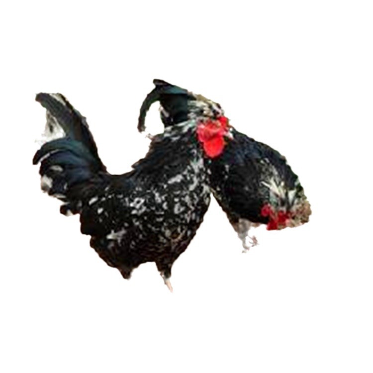 Live Chicken Seedlings Wholesale, Imperial Concubine Chicken Seedlings, and Queshan Chicken Seedlings Out of the Shell, Colorful Pheasant Seedlings, White Black Chicken, Green Shell Laying Hens