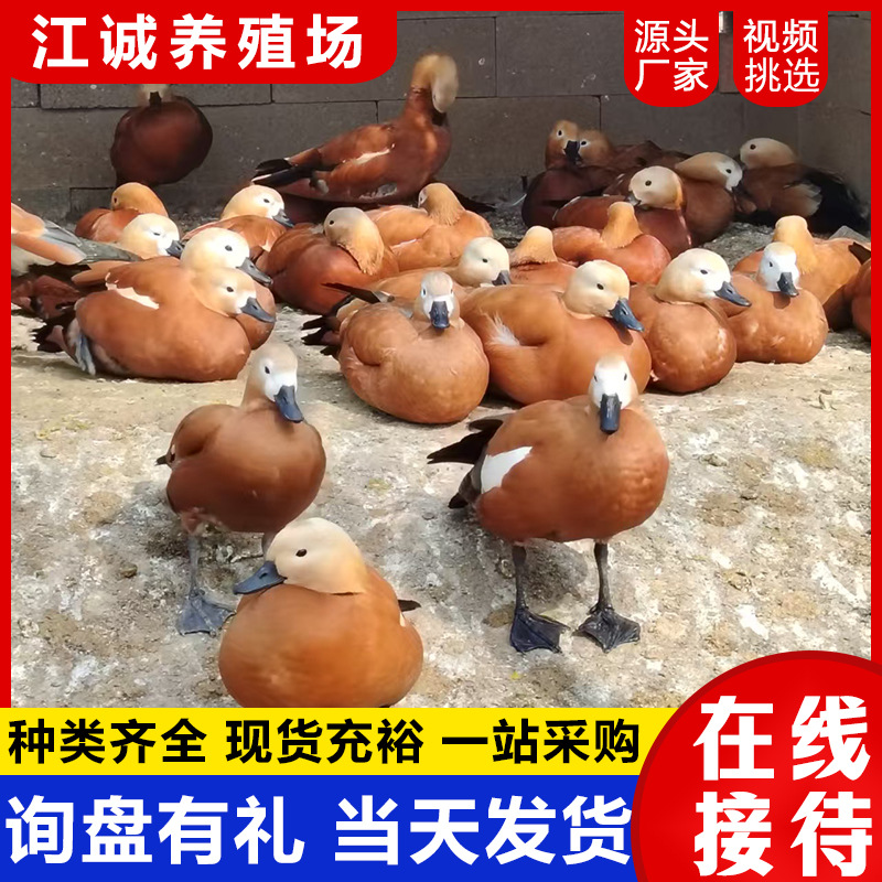 Year-Round Supply of Artificially Bred Red-Eared Ducks, Scenic Spot Ornamental Ducks, Large Yellow Ducks, Adult Red-Eared Ducks Price