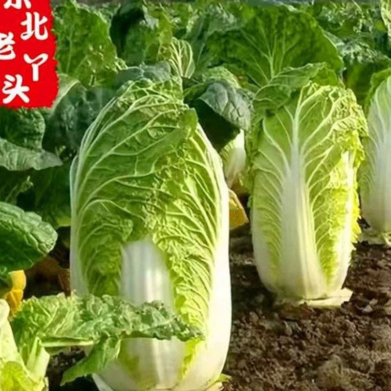 Northeastern Chinese Cabbage, Farm-Grown in Autumn, Yellow-Leafed Cabbage, Fresh Lettuce, Eaten Raw or Pickled, Spicy Pickled Cabbage, 2.5kg Free Shipping and Dropshipping