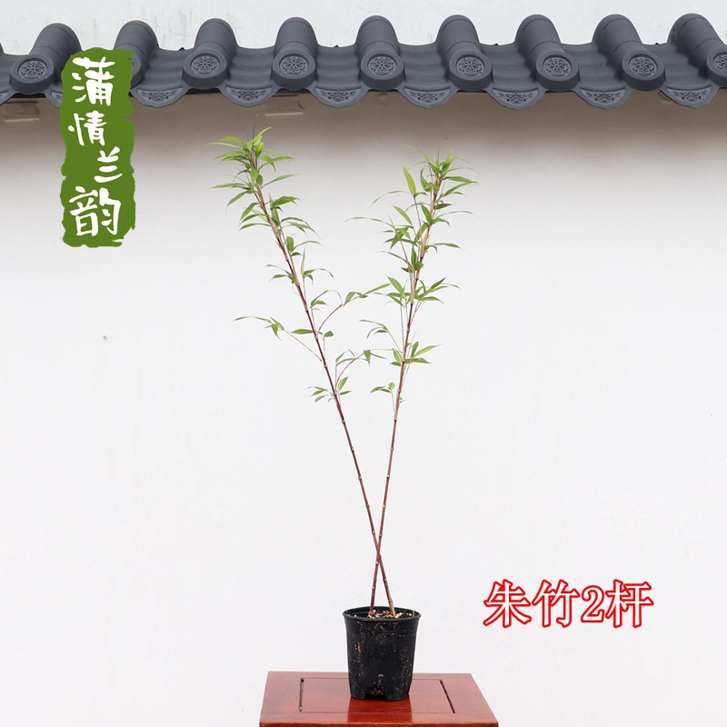 Red Cold Bamboo, Purple Cold Bamboo, Classy Classy Bamboo, Indoor and Outdoor Courtyard Popular Bamboo, Inner Door Bamboo, Rice Bamboo