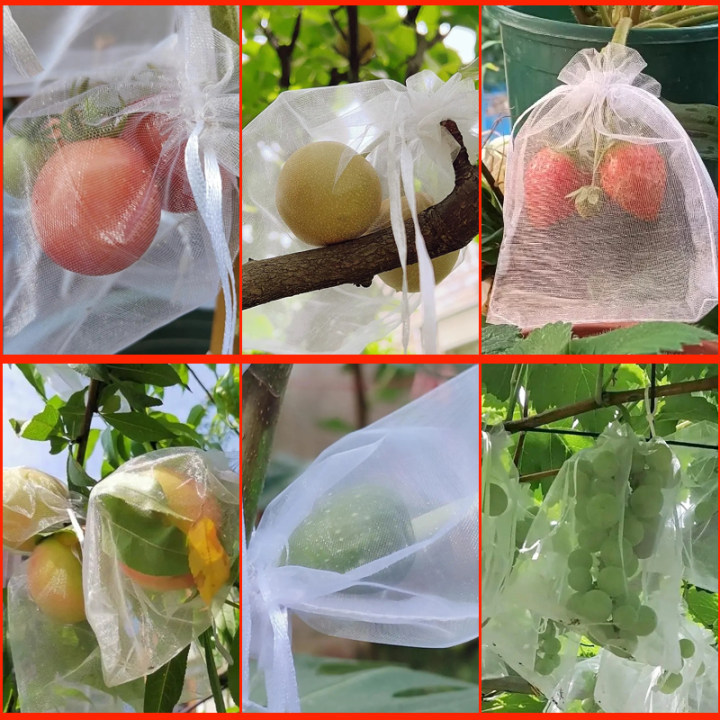 Мешок для фруктов, защищающий от насекомых, сетка, прозрачный защитный мешок для клубники, винограда, защищающий от насекомых