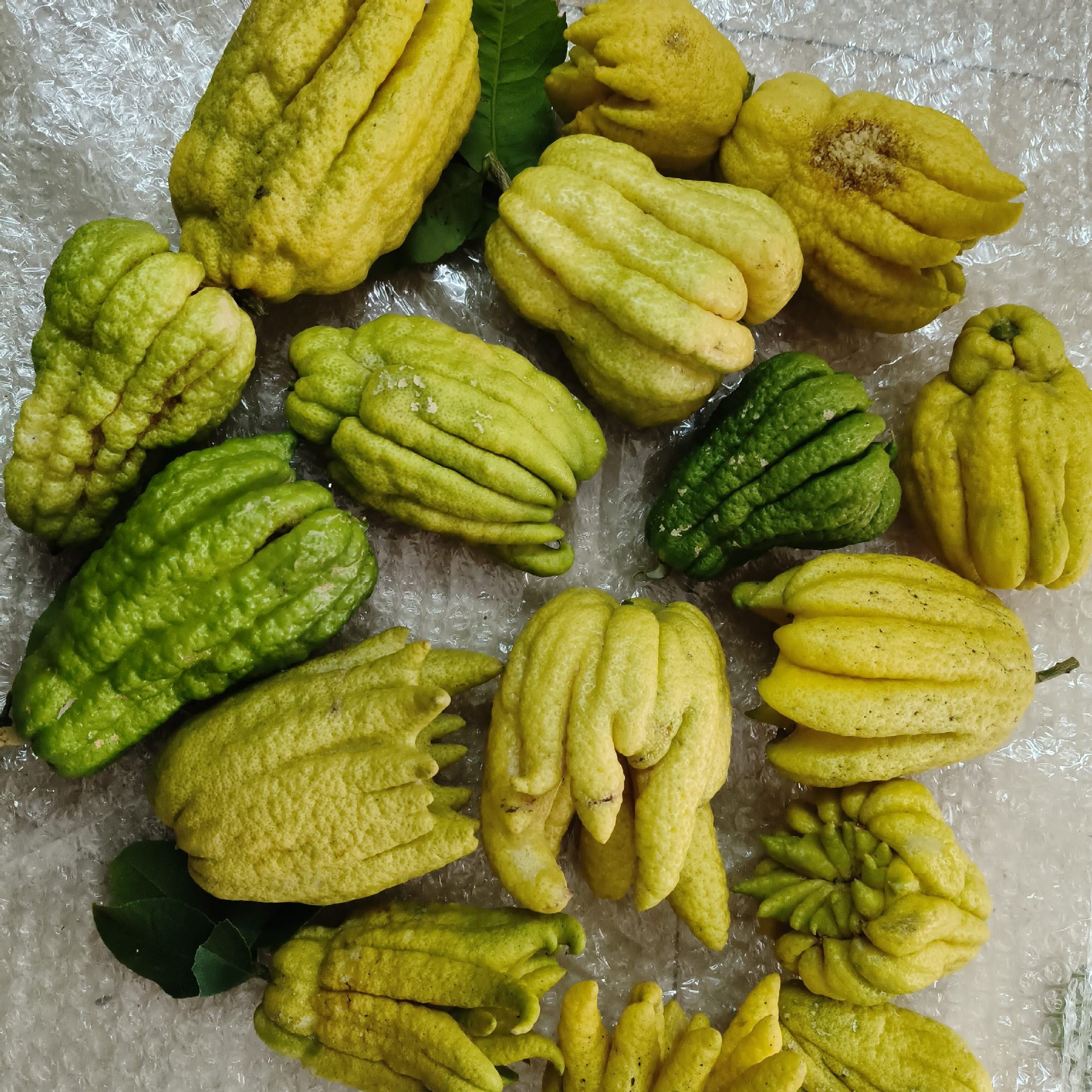 Свежий бергамот съедобный! Есть дефектные вторичные плоды с цветочной кожурой, которые выгодно есть! Будьте осторожны при фотографировании!