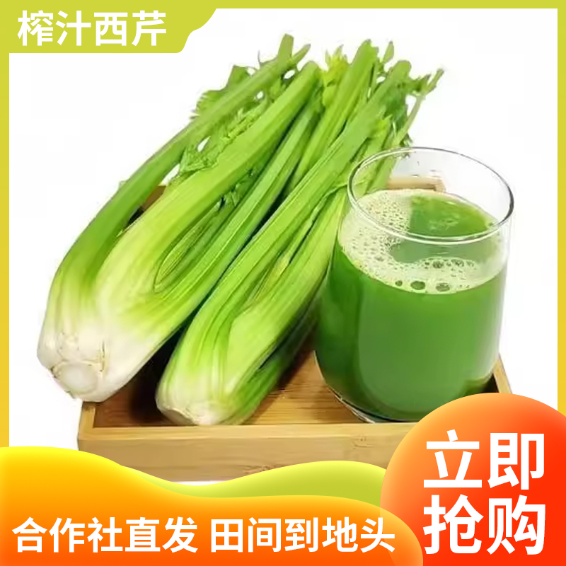 Свежий сельдерей, крупный полулистовой сельдерей, петрушка, питательные и хрустящие овощи, подходят для соковыжимания