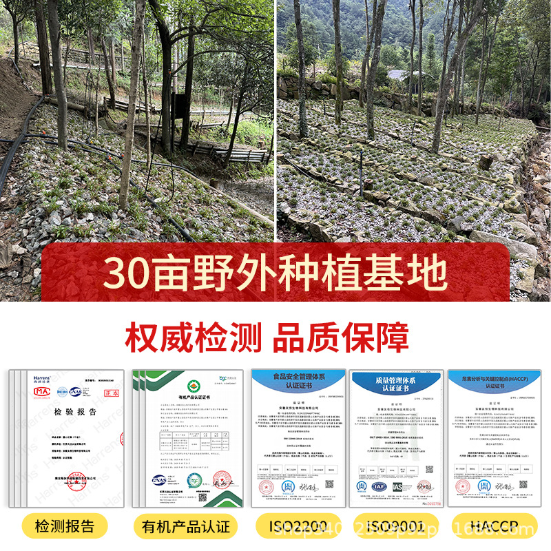 Authentic Huoshan Dendrobium Officinale (Tiepi Fengdou) Wholesale and Delivery, Tiepi Fengdou Can Be Ground into Powder, Rich in Gelatin, Wild-Like Cultivation