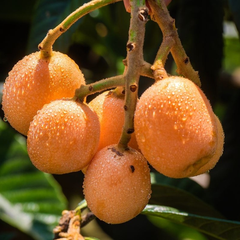 Sichuan Loquat Fresh Fruit Miyi Loquat Whole Piece Free Shipping Seasonal Fruit Loquat Dropshipping