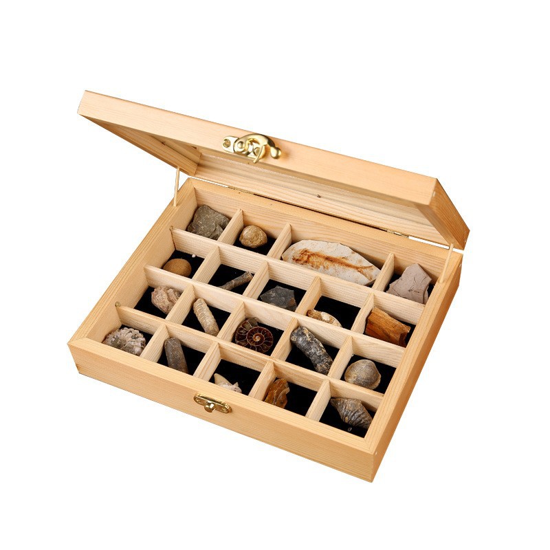 Ancient fossil original stone specimen set box trilobite amber stone decoration stone geological science teaching specimen