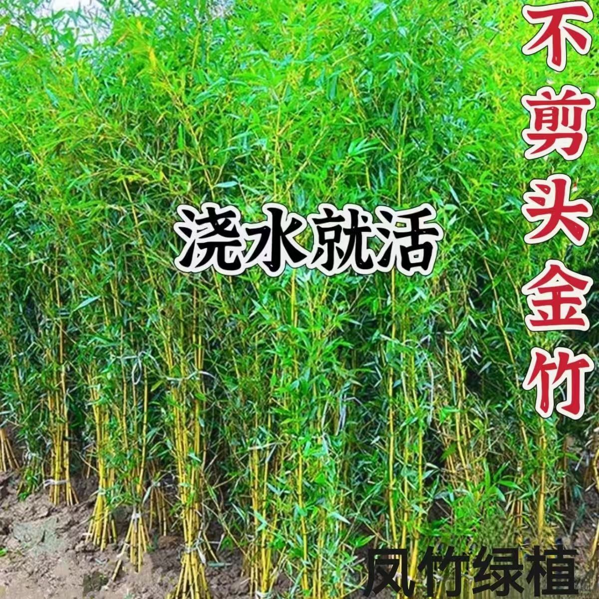 Bamboo Saplings, Courtyard Ornamental Cold-Resistant and Drought-Resistant Potted Plants, Outdoor Golden Bamboo, Gold-Encrusted Jade, Four-Season Arhat