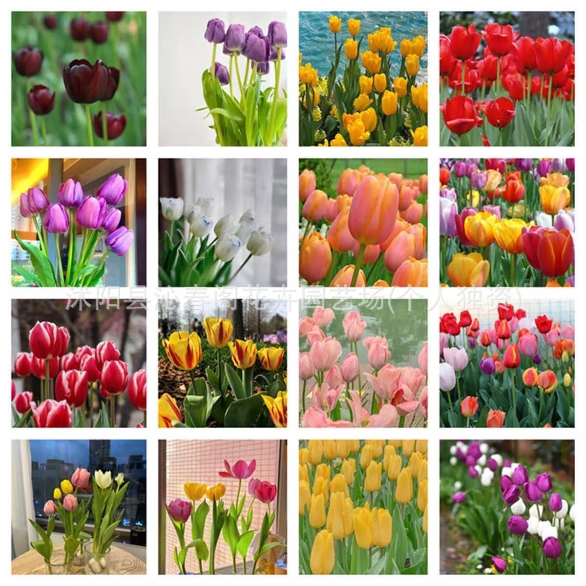 Wholesale In-Stock Tulip Bulbs Single-Petal Variety, 1 Bulb, 5-Degree Bulbs, Indoor Potted Flowers, Blooms All Seasons, Easy to Care for