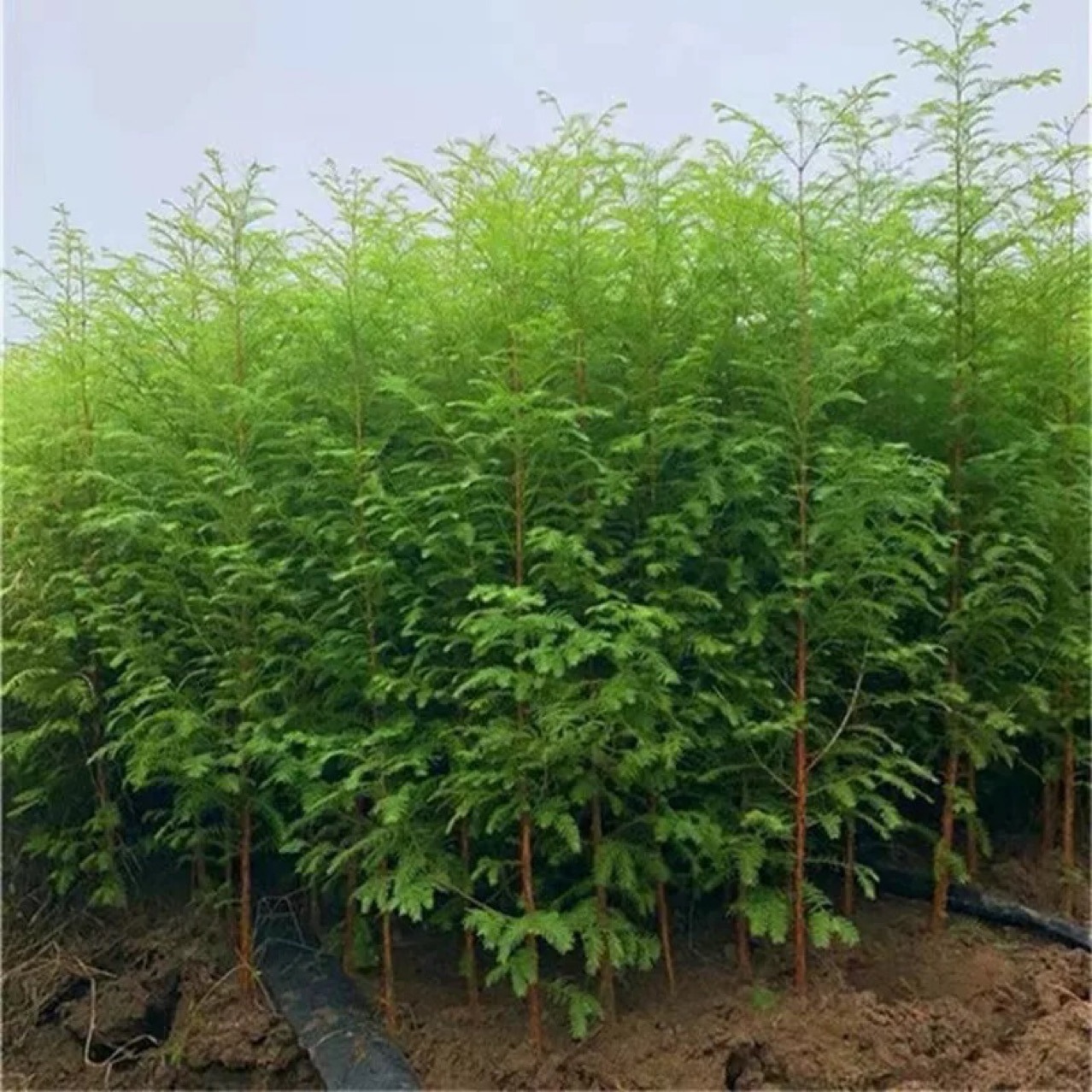 Metasequoia fir seedlings Metasequoia glyptostroboides Seedling trees Fir trees Courtyard villas Road Greening Road Scenery trees can be planted in both South and North