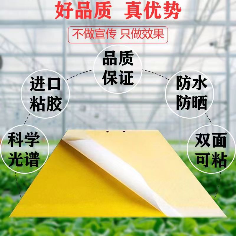 Sticky insect board trap board double-sided yellow board blue board manufacturers wholesale stained insect fruit fly ball fly ball citrus