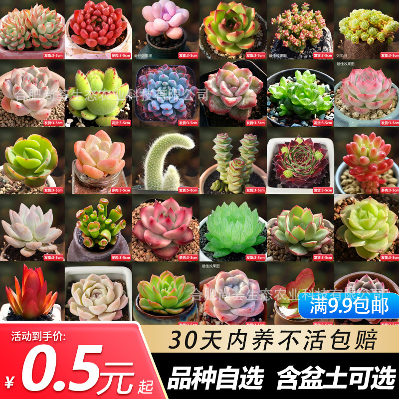 Novice Succulent Single Succulent Flower Indoor Balcony Potted Green Plant Easy to Grow Succulent Plant Ruby ​​Cactus