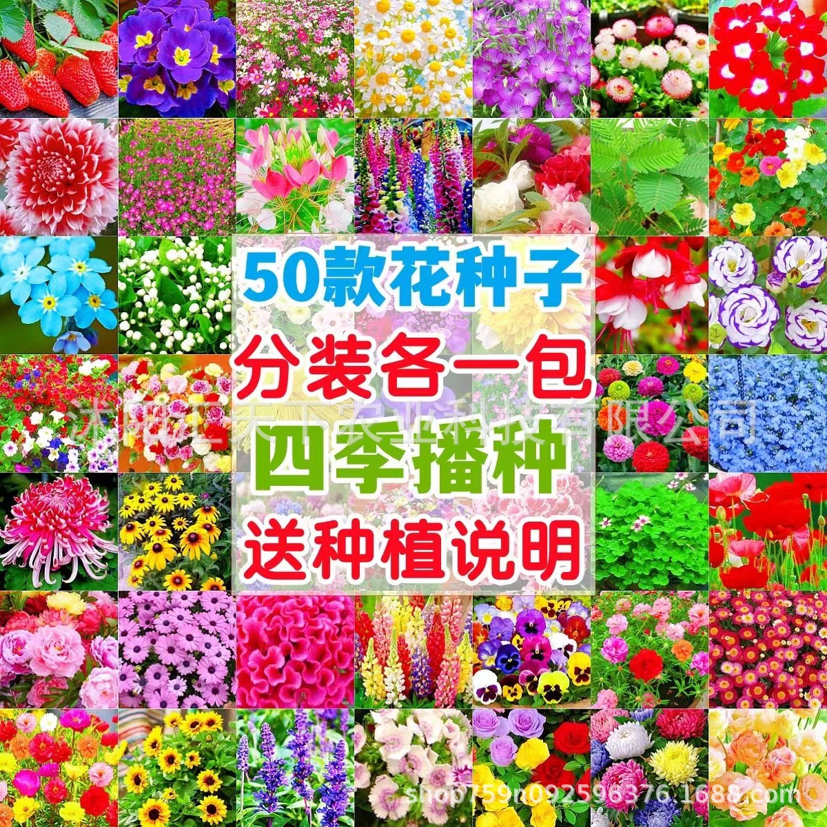 Flower Seeds Four Seasons Seeds Wholesale Gipsophila Sunflower Cosmos Fenioryx Sunflower Daisy Mint