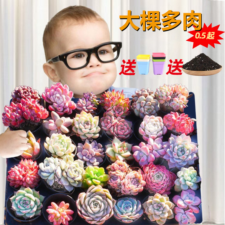 Комбинация суккулентов в горшке, маленькое зеленое растение цветок нефритовая роса, легкое в выращивании комнатное растение с горшком и землей