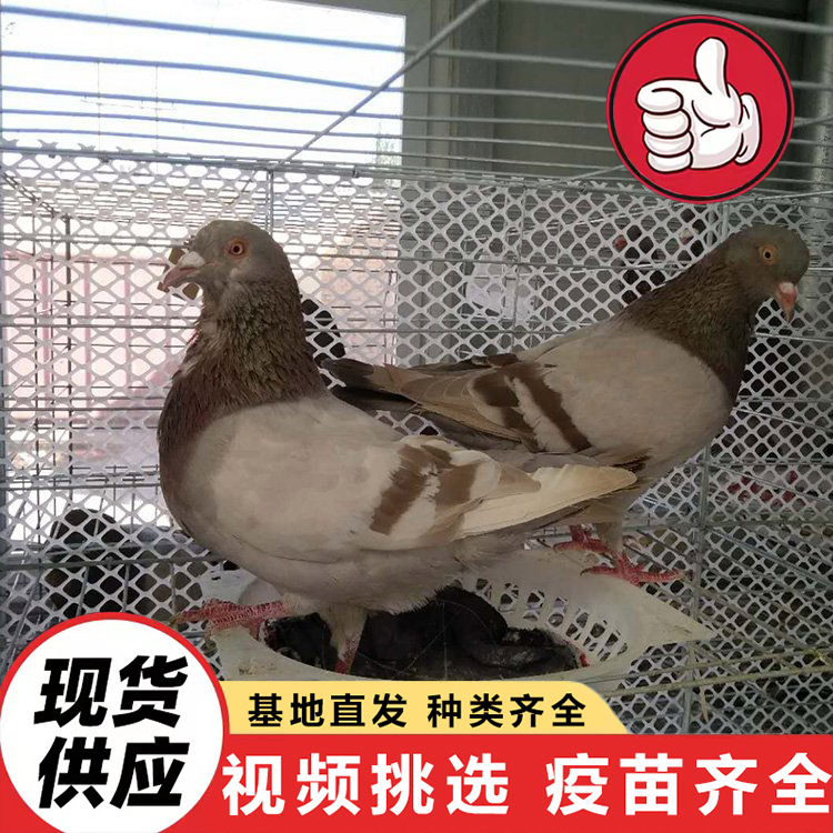 Live Yuanbao Pigeons for Sale, Park Feeding Square Pigeon Project, Purebred White Feather King Meat Pigeons, Ornamental Pigeons