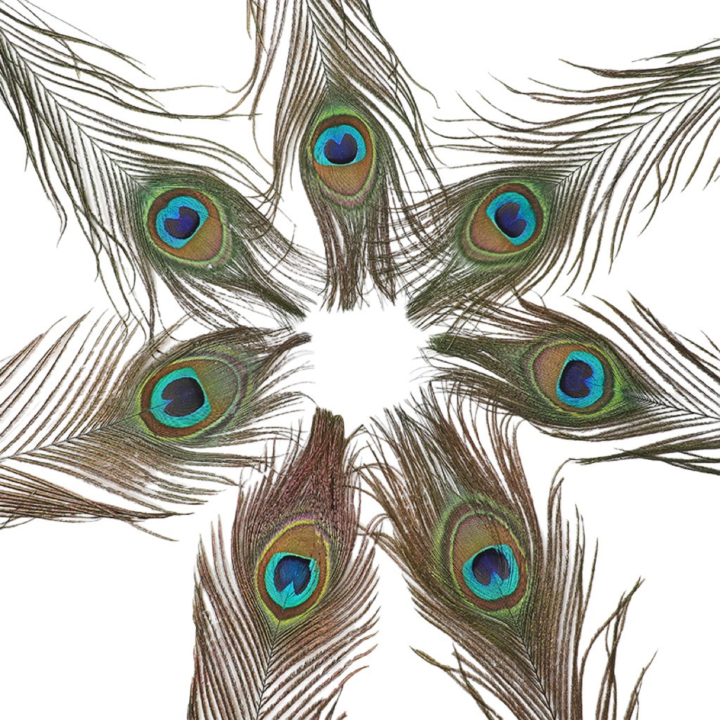 Cross border high quality natural peacock feather 25-120cm home decoration long feather vase flower arrangement decoration peacock feather