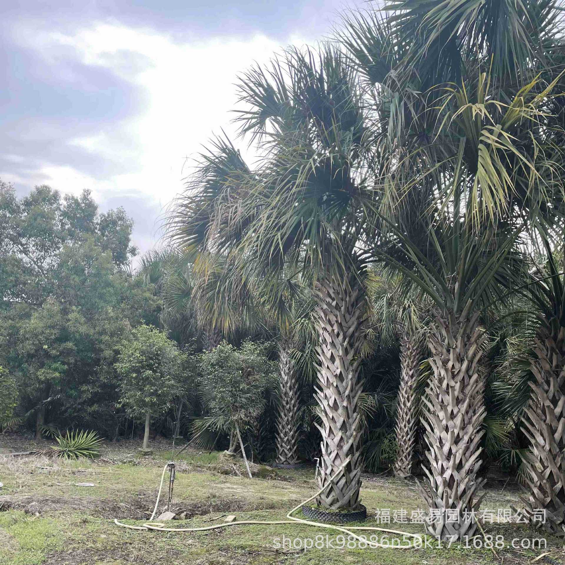 Fujian Dragon Scale Palm Transplanting Goods Pole Height 3- 6m Wholesale Hunan Hubei Zhejiang Sabal Palm Base Garden Supply