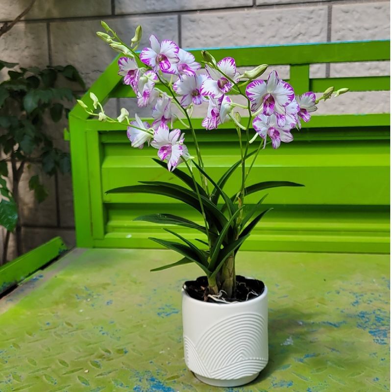 Dendrobium Orchid with Flowers, Autumn Dendrobium Potted Plant, Easy to Grow Flowers and Green Plants on Indoor Balcony
