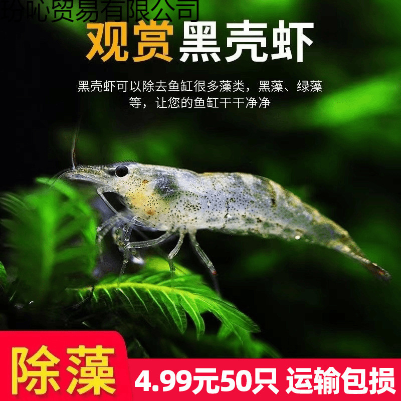 Черная раковина креветка декоративная креветка для удаления водорослей в аквариуме маленькая пресноводная креветка устойчивая к холодной воде