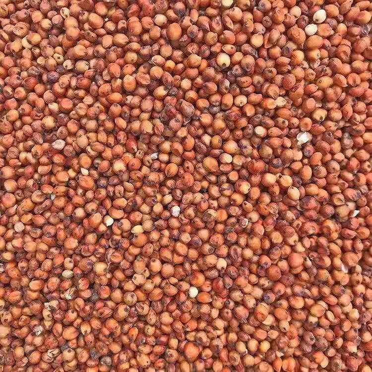 Сезонные новинки северо-восточного красного сорго с кожурой для производства уксуса, сырьё из красного сорго, рис сорго, поколение волос