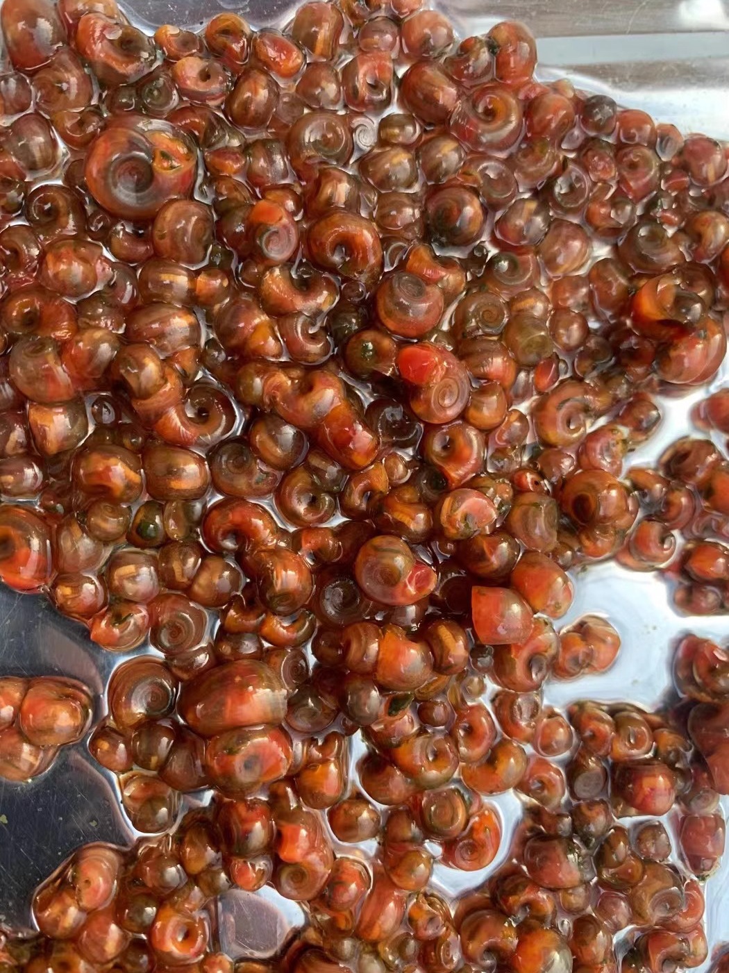 Full Red Apple Snail Ornamental Snail Large Algae Removal Snail Gold Snail Doghead Fish Ornamental Turtle Live Feed Clean Pet