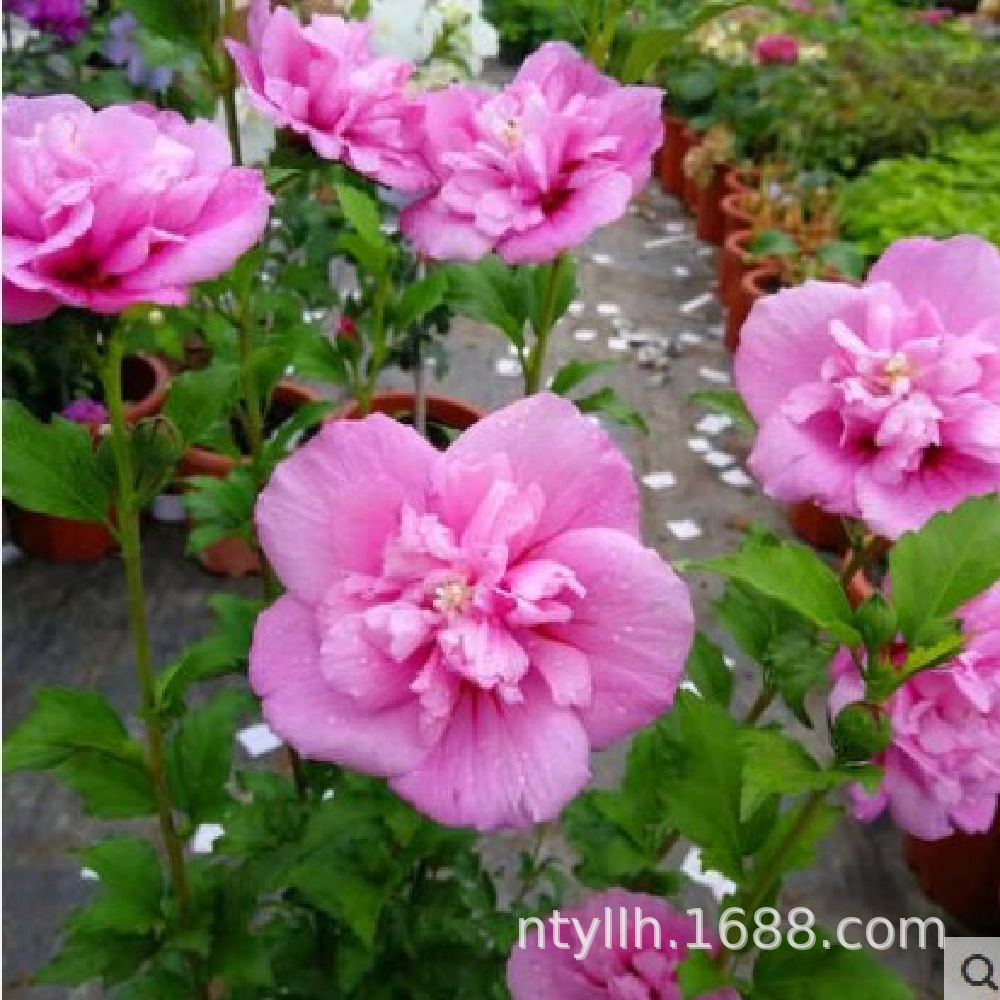 Hibiscus Sapling Base, Landscaping Project, Greening Seedlings, Hedge Hibiscus Seedlings, Multi-Specification Hibiscus Flower Saplings