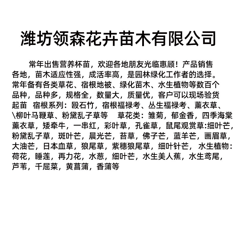 High-Quality Grass Flower Dianthus Caryophyllus Wholesale Cold-Resistant Perennial Flower Cup Seedlings Wholesale Garden Park Engineering Flowers and Plants