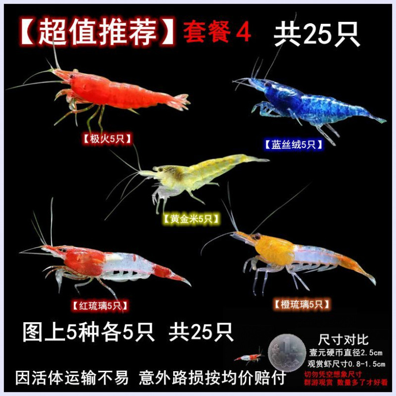 Large Ornamental Shrimp, Freshwater, Durable, Small Ornamental Fish Mixed with Shrimp, Algae Removal, Black Shell Shrimp, Novice Ornamental Shrimp Manufacturer
