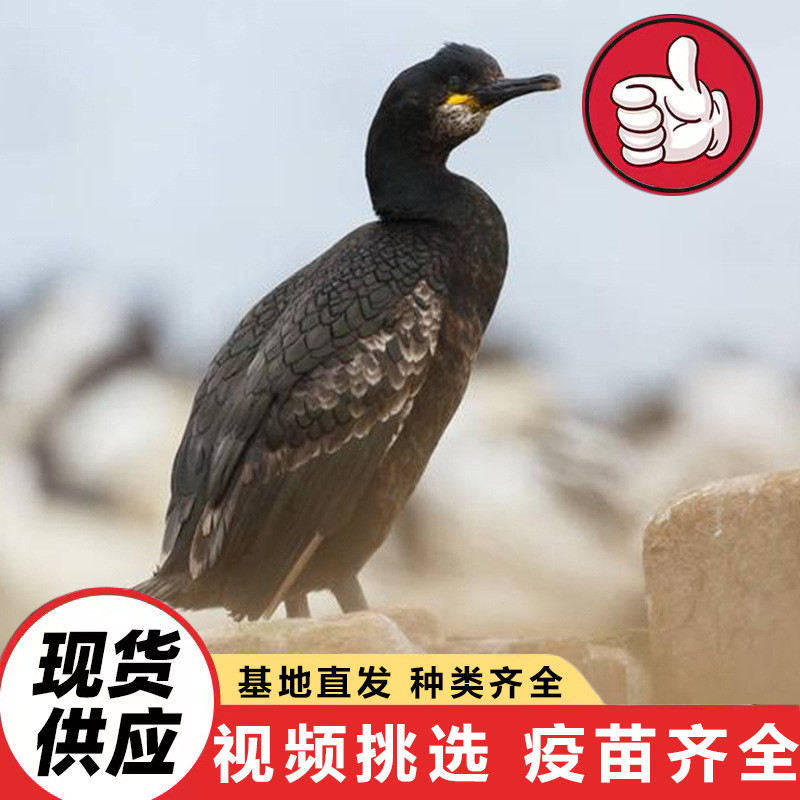 Аренда и продажа живых орланов, орланы для выступлений в парке и проектов по ловле рыбы, цена на чистокровные саженцы орланов