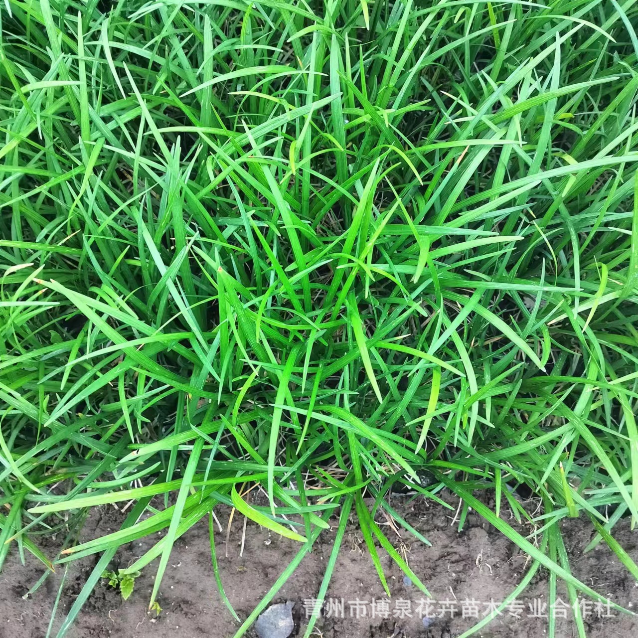 Phnom Penh Ophiopogon Japonicus Seedlings, Broad-Leaf Ophiopogon Japonicus, Evergreen Flower Border Flowers, Courtyard Gardens, Shade-Tolerant and Cold-Resistant Green Plants