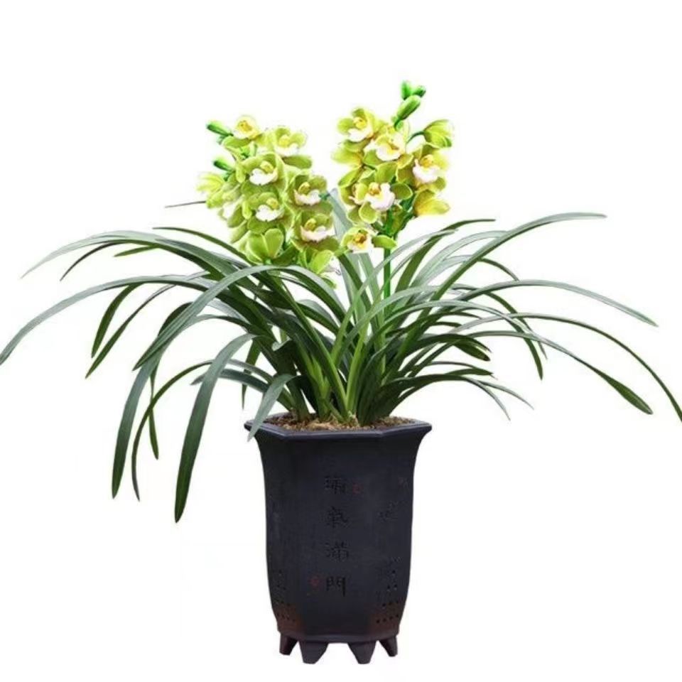Orchid Boutique Fragrant Orchid Fragrance Type Precious Orchid Seedling Jianlan Blooms in All Seasons Indoor Flower Potted Plant Evergreen All Year Round