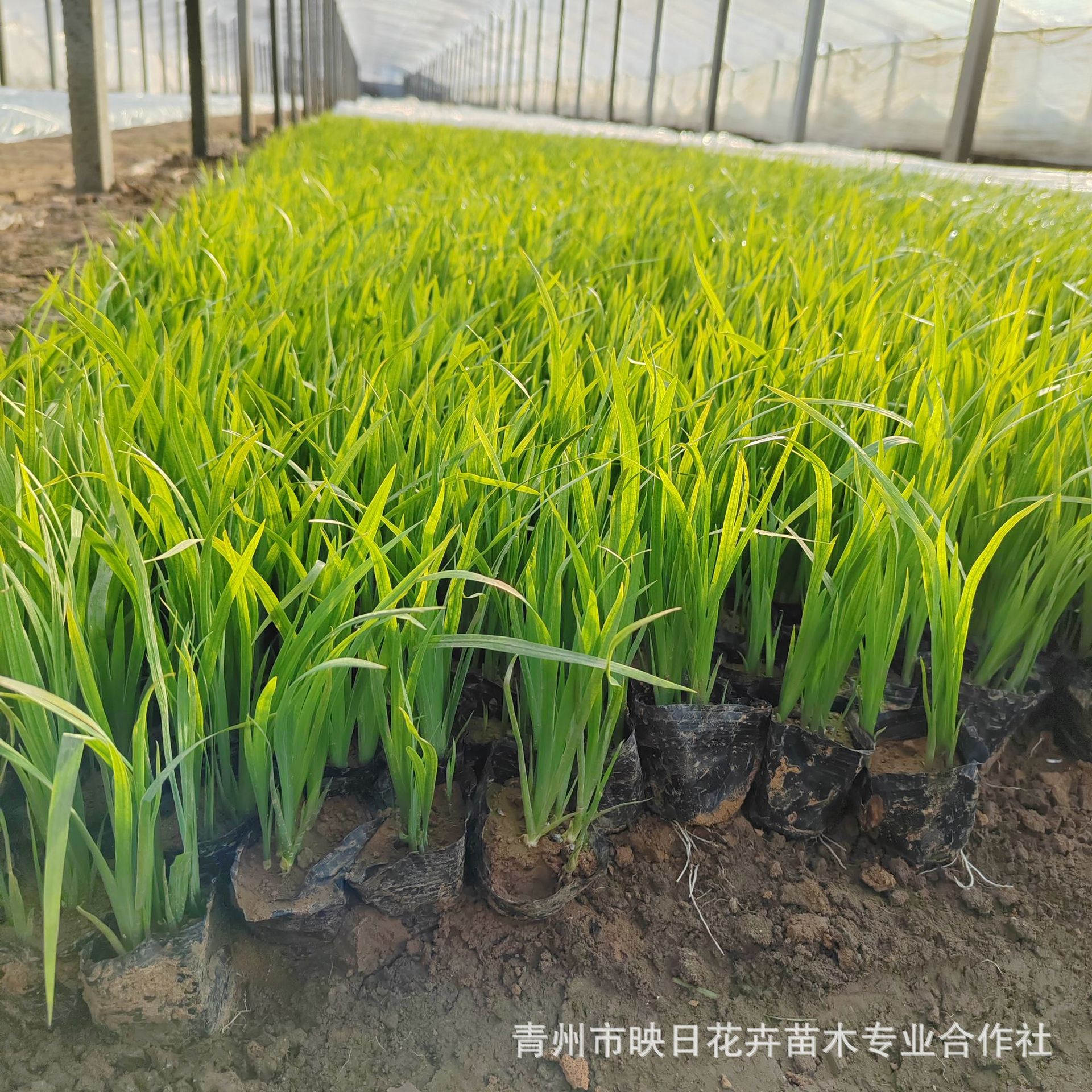 Aquatic Iris Potted Seedlings Yellow Flower Iris Yellow Calamus Bag Seedling Base Wholesale Shandong Large Quantity Discount Aquatic Plants