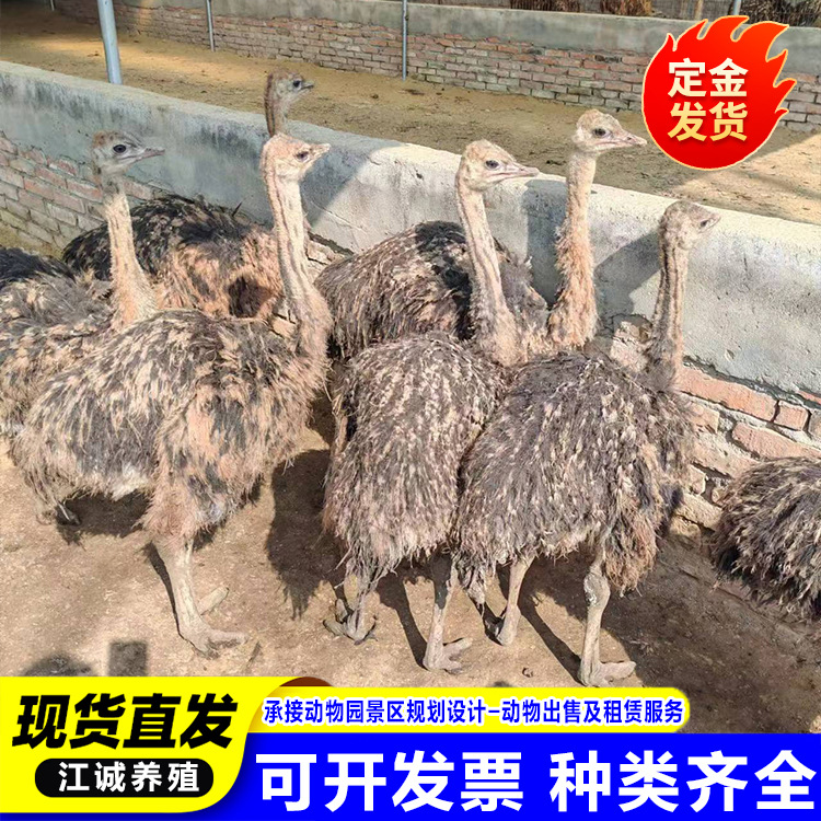Саженцы страуса, пара, цена, разведение африканских чистокровных самца и самки, австралийские эмусы, держите домашних питомцев