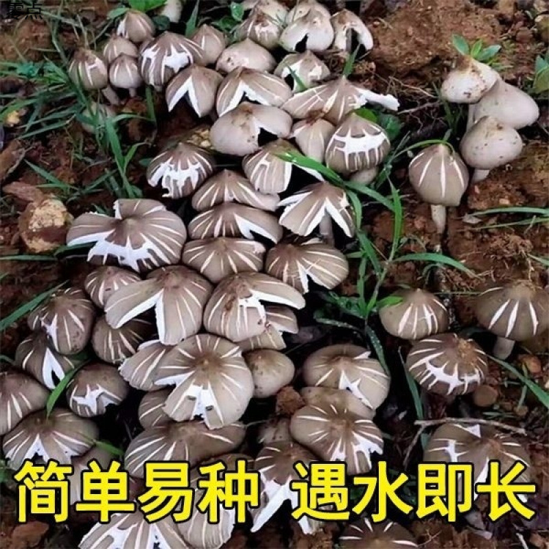 Authentic Fresh Agaricus Blazei Mushroom Seeds for Home Cultivation, Pure Wild Mushrooms, Tricholoma Matsutake, and Litchi Mushroom for All Seasons