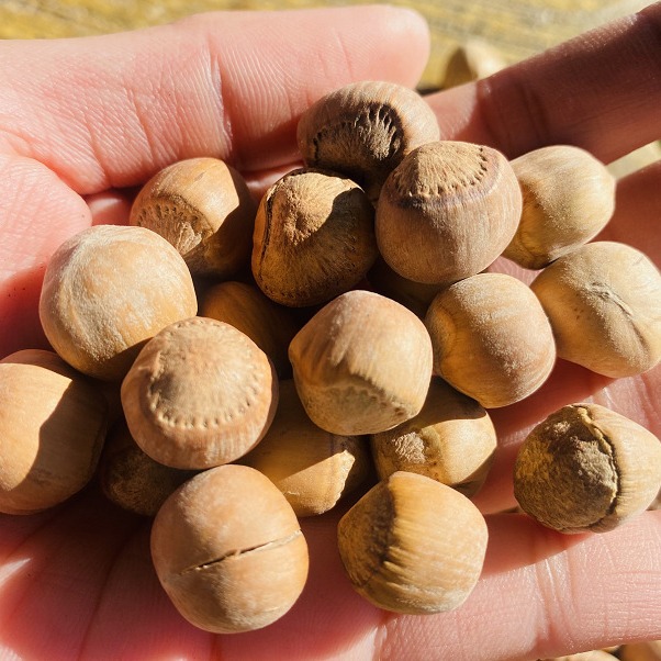 Оригинальный вкус новый Даксинганлинг дикий сырой утечка воды жареный фундук целые орехи неоткрытые закуски сырьё бесплатная доставка крупное ядро