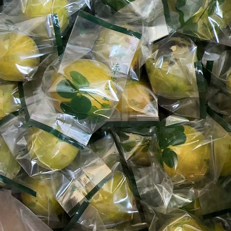 Freeze-Dried Luo Han Guo Whole Luo Han Guo Manufacturer Wholesale Luo Han Guo Tea Freeze-Dried Vacuum Dehydration Freeze-Dried Luo Han Guo