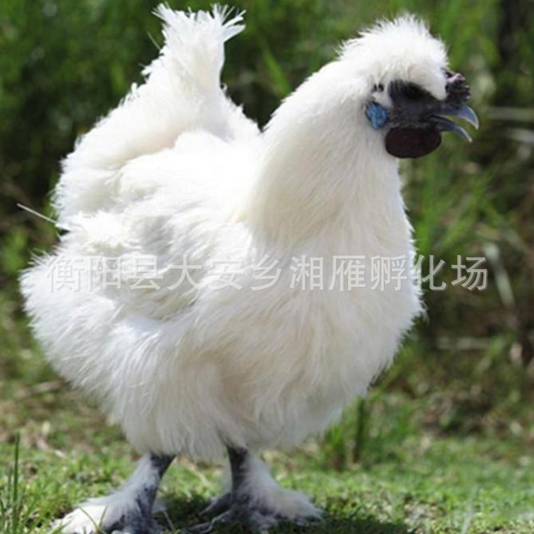Wholesale One-Day-Old Taihe Black-Bone Chicken Seedlings Mixed Seedlings Mother Seedlings White Black-Bone Chicken Seedlings Silk Feathers Feather Bamboo Silk Black-Bone Chicken Seedlings