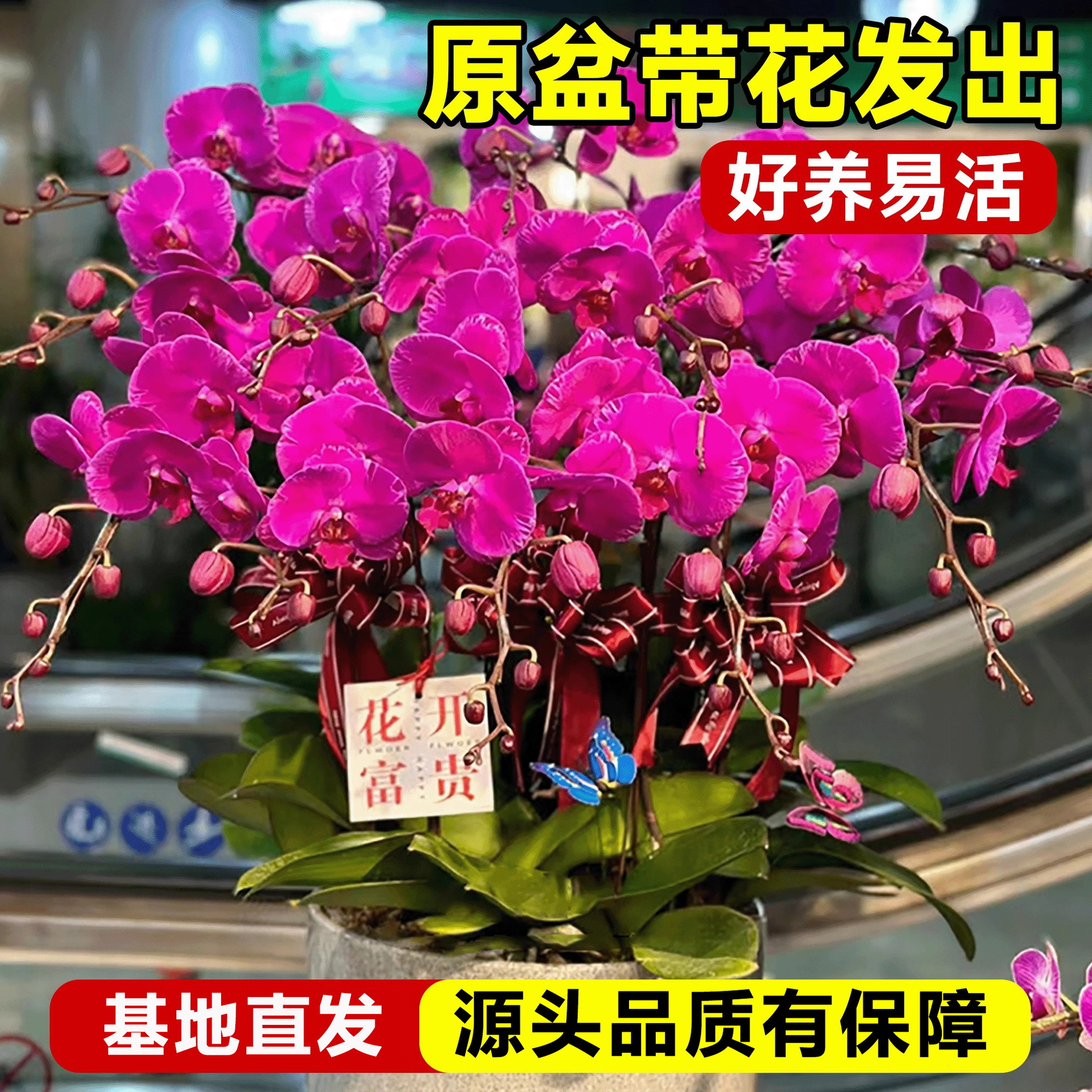 Phalaenopsis Potted Plant with Florals, Exquisite Orchid, Large Florals, Blooming in Winter, Living Room, Indoor Green Plants, Florals, Good for Feeding Flower Seedlings