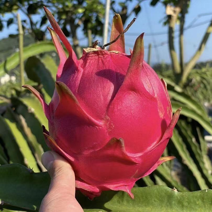 Guangxi Red Dragon Fruit, Domestically Grown, 2-3 Pounds, 2.5kg Fresh Fruit, Freshly Picked Red Dragon Fruit, One-Piece Wholesale