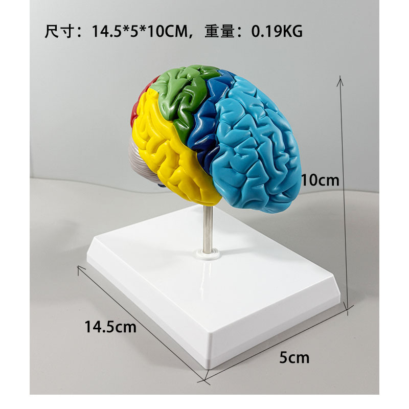 Production of Human Skeleton Anatomy 1:1 Right Hemisphere Brain Functional Area Anatomy Human Brain Model Medical Teaching