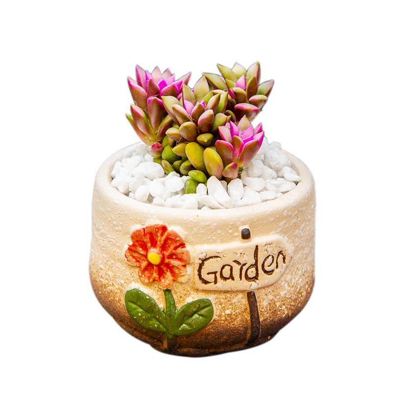 Succulent Potted Indoor New Succulent Plant Combination Jade Dew Flower Pot Soil Set Novice Green Plant Flower Radiation Protection